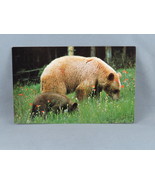 Vintage Postcard - Cinnamon Black Bear British Columbia - Travel Time - $20.37 CAD