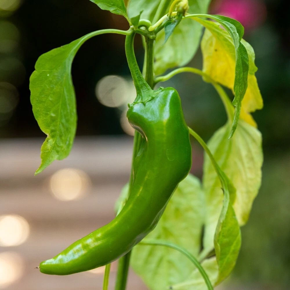 Anaheim Pepper Seeds, Mild Heirloom, Non-GMO, Organic, High Yield, - $4.98