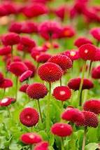 30PCS Qis Red Gomphrena Seeds Globe Amaranth FlowersItem NO.DL351C - $10.00
