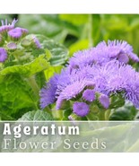 FMG Ageratum Seeds 150 Seeds Lavender Mist Garden Bloom Annual Seeds Fas... - $14.13