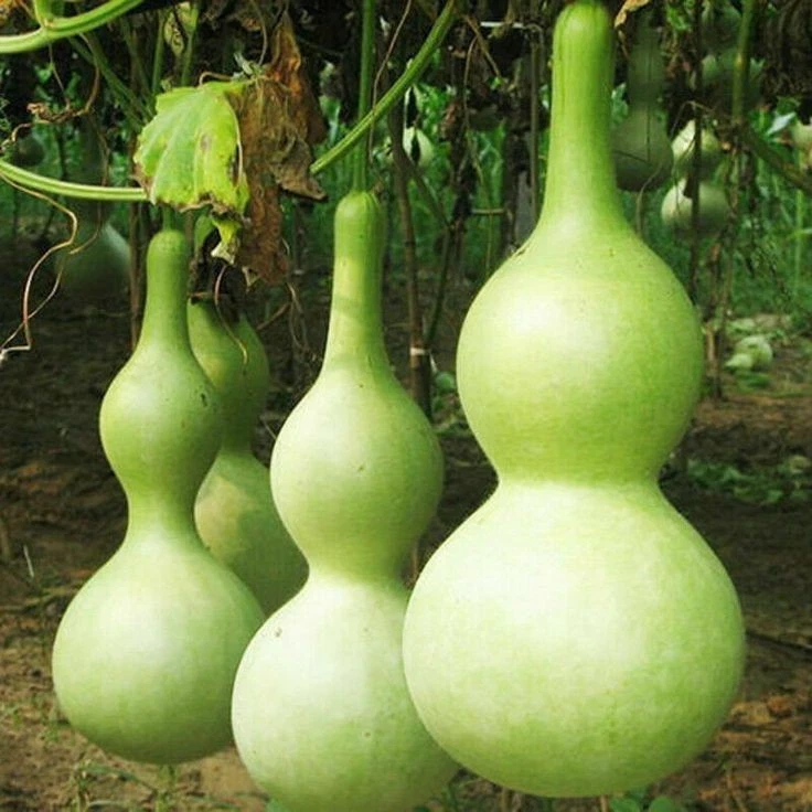 30+ Calabash Bottle Gourd Seeds -- Chinese Pugua Nam Tao Yao Lauki Opo -... - $8.69