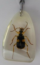 BLACK &amp; BROWN BEETLE KEYCHAIN IN CLEAR PLASTIC RESIN CASTING TRANSLUCENT... - $11.99