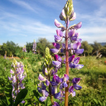 Arroyo Lupine 40 Seeds | Non-GMO | US SELLER | Seed Store | 1256 - $6.29