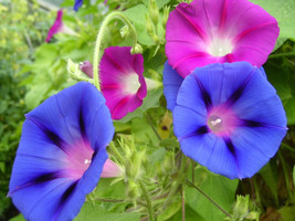 JGBOS Sell 50 Mixed Colors Morning Glory Ipomoea Purpurea Vine Flower Seeds - £7.38 GBP