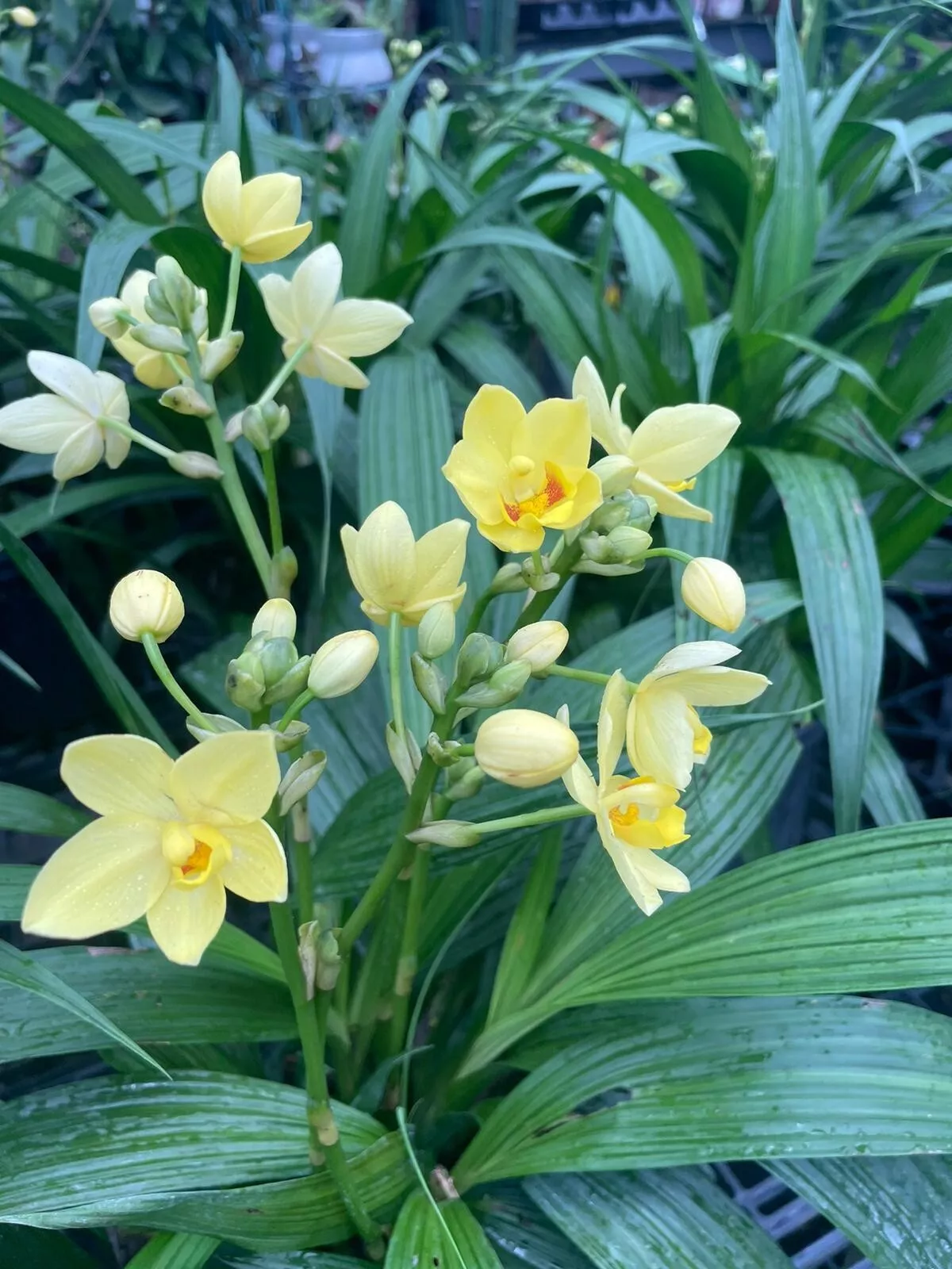 Bright YELLOW Ground Orchid Live Plant ~Spathoglottis plicata YELLOW In ... - $41.95