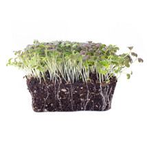Ship From Us Colorful Mustard Microgreens &amp; Baby Salad Seed ~10 Lb Seeds TM11 - £314.91 GBP