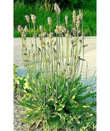 English Plantain 1001 Seeds Hardy Plantago Lanceolata Herbal Easy To Gro... - $10.37