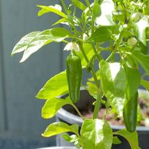 30 Seeds Early Jalapeno Pepper Non Gmo From US - $9.75