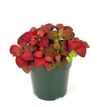 Hypoestes Red Splash Live Potted House Plants Air Purifying, 2&quot; Pot  - £15.68 GBP