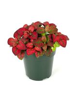 Hypoestes Red Splash Live Potted House Plants Air Purifying, 2&quot; Pot  - £15.69 GBP