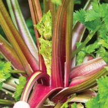 Redventure Red Celery! 100 - 1000 Seeds ORGANIC Heirloom Rare Non-GMO Bulk - £1.57 GBP+