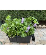  10 XXL BIG Water Hyacinth Pond Plants + Free Red Mangrove Plants  - $64.35