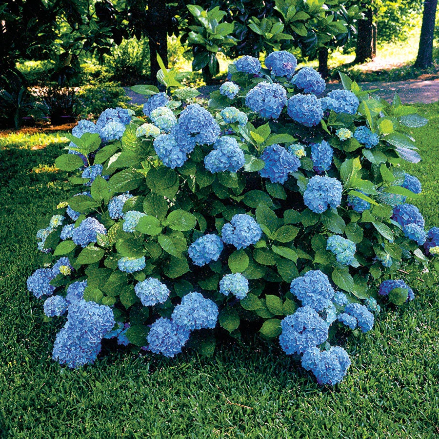 2 Nikko Blue Hydrangea plants image 7