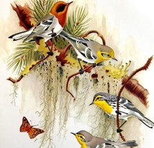 American Olive &amp; Grace&#39;s Warblers 1957 Lithograph Bird Print John H Dick... - $49.99