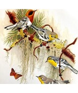 American Olive &amp; Grace&#39;s Warblers 1957 Lithograph Bird Print John H Dick... - £39.50 GBP