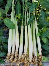 15 live plant Fresh rooted lemongrass, ready to pot and soil in garden. Organic - £31.88 GBP