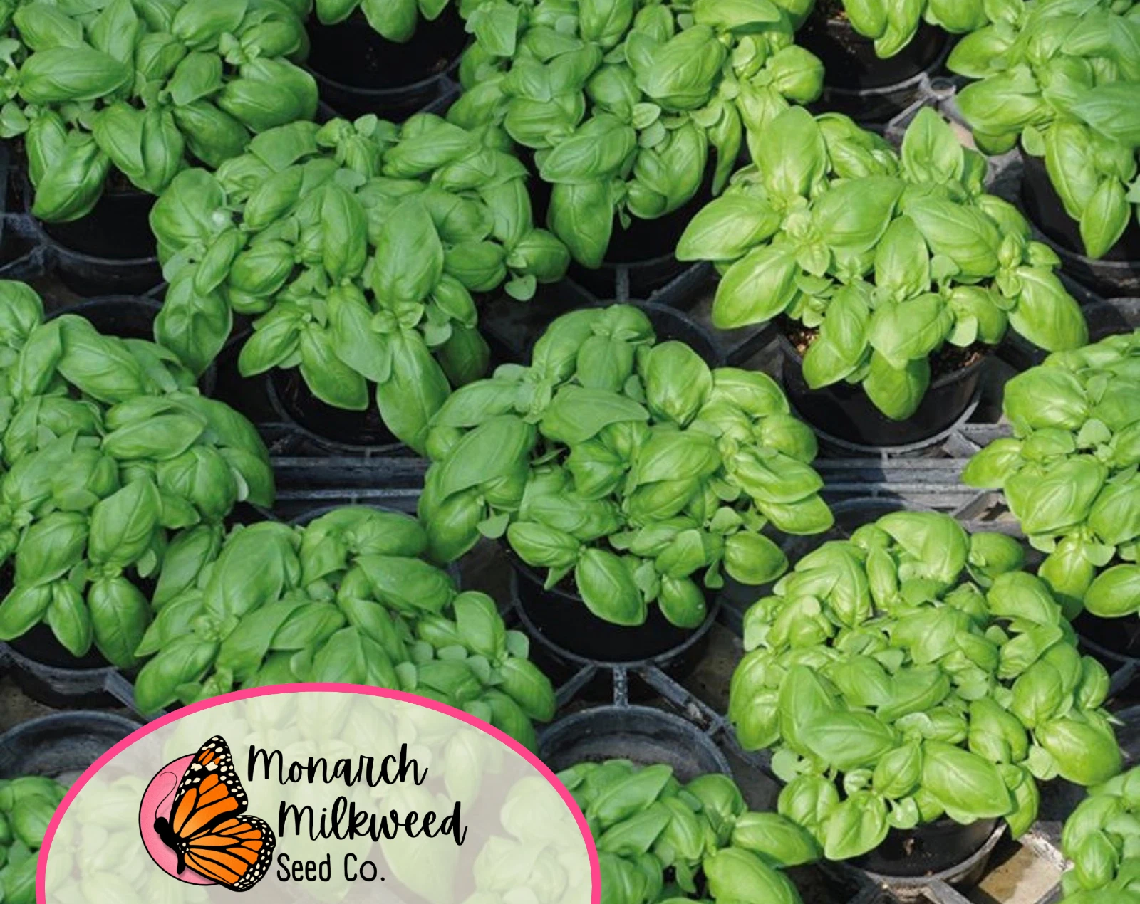 1800+ Basil Seeds &#39;Sweet Genovese&#39; | Heirloom, Non-GMO, Herb Garden Seed... - $12.39