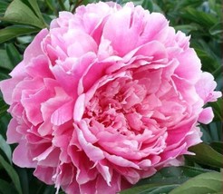 Rose Pink Peony Shrub Flowers, 5 Seeds D - $10.35