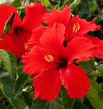 Live Plant TROPICAL RED HIBISCUS, Outdoor/Indoor Plant, Houseplant - $22.95