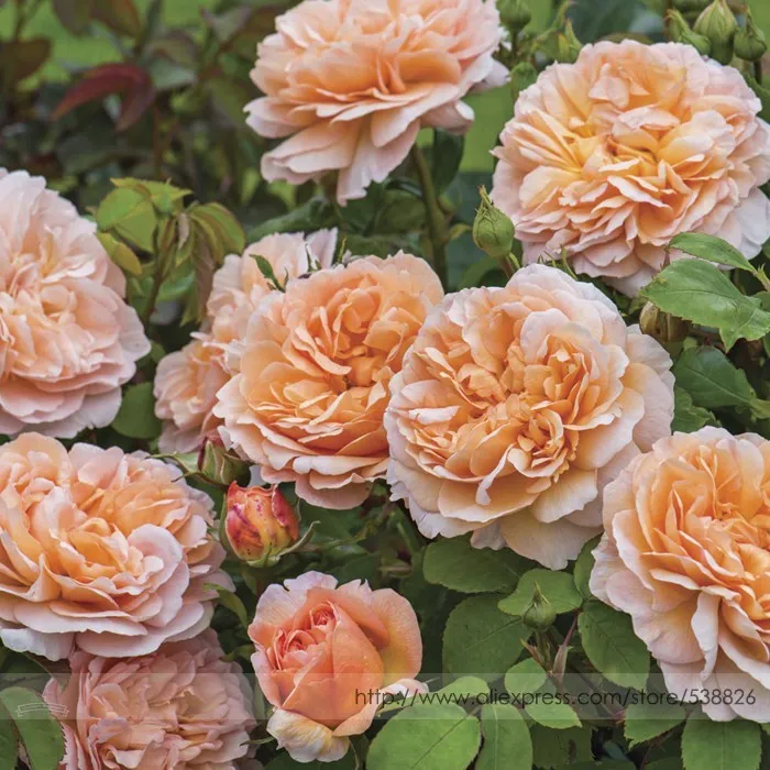 50 Heirloom Lady Double Bloom Light Orange Rose Shrub Fragrant Flower Seeds - £4.71 GBP
