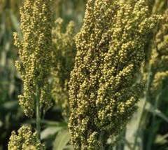 100 Worlds Fastest Growing Sorghum Seeds-1260 - £3.18 GBP