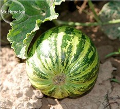 New Green Muskmelon Sweet Melon 20+ Seeds Fresh Seeds - £3.11 GBP