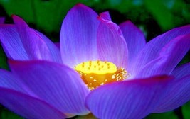 5 Purple Lotus Seeds Nelumbo Nucifera Seeds Fresh Fast Shipping - $13.80