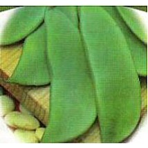 Best SELLER USA 10 Seeds Fordhook Bush 242 Lima Beans Seeds - $13.58