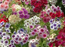 SRN 50 Art Shades Phlox Seeds Flower Perennial Flowers Butterfly Bee Garden - $21.86