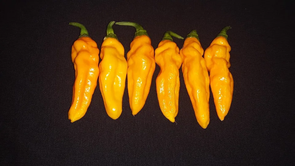 BStore 30 Yellow Datil Hot Pepper Seeds Heirloom Pack Starter Kit - $9.26