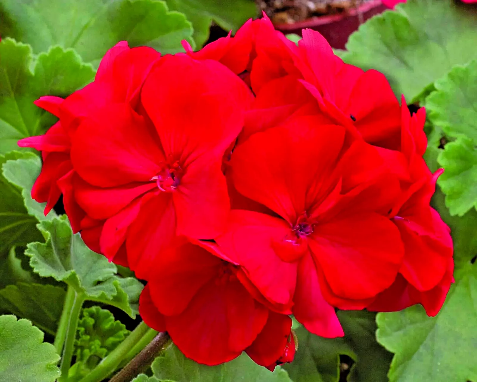 Geranium Pelargonium RED 3 Live 6&quot; Unrooted Cuttings Live Flower Plant Red - $27.00