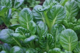 100 TATSOI Pak Choi Cabbage Seeds sekenhen - £5.49 GBP