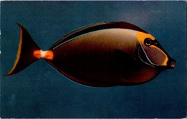 Vintage Ansel Adams Surgeon Fish Postcard From California Academy Of Sci... - $11.65