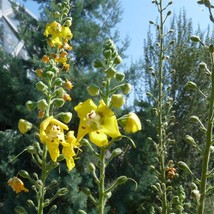 Verbascum Roripifolium Seed Garden Fast Shipping - $8.49