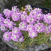 Violet Queen Alyssum 1000 Seeds | Non-GMO | FROM US | Seed Store | 1215 - £21.62 GBP