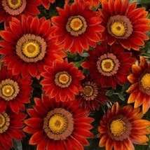 30 Gazania New Day Red Shades / Drought-Tollerant / Re-Seeding Annual Flower Se  - £11.44 GBP