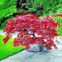 FG 10 Dwarf Japanese Red Linear Leaf Maple Tree Seeds Acer Scolopendrifolium Bon - £14.37 GBP