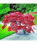 FG 10 Dwarf Japanese Red Linear Leaf Maple Tree Seeds Acer Scolopendrifo... - £14.14 GBP