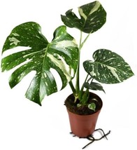 Fresh Thai Constellation Monstera - Live Plant In A 4 Inch Nursery Pot - Monster - $159.90