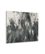 Home Decor, Acrylic Wall Art, Say It Soul, Black And White Moss Tree Out... - $89.00+