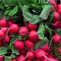 100 Champion Radish Seeds Nongmo Heirloom Fresh Garden Seeds  From US  - $8.35