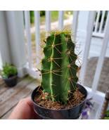 Live Cactus Plant -  Lemaireocereus Chende, Polaskia, 3&quot; Succulent House... - £11.98 GBP