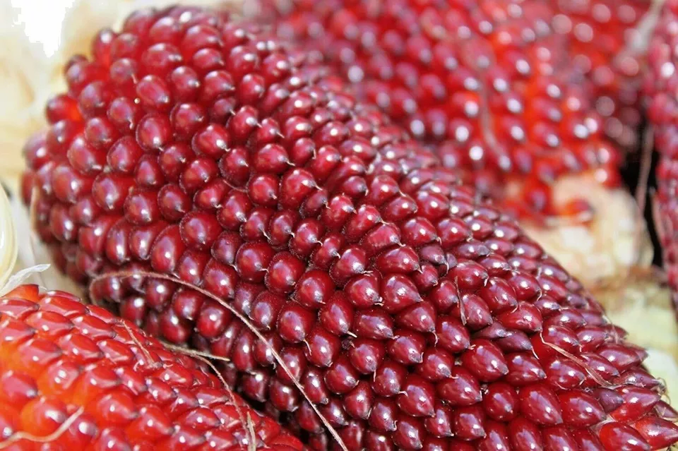 Red Strawberry Popcorn Organic 75 Seeds Item image 2
