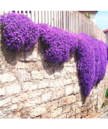 100 Pcs Bag Creeping Thyme Seeds Or Multi Color Rock Cress Seeds Perenni... - €12,78 EUR