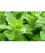 Strawberry Mint - Menta - Mentha - 10+ seeds - F 162 - £1.82 GBP