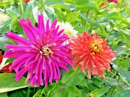 1001 Seeds Giant Cactus Zinnia Mix Flower 5&quot; Blooms 6 Colors Butterfly Garden - £15.84 GBP