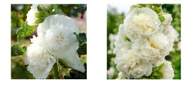 70 Seeds! Hollyhock Chater&#39;s Double White Peony Flowered Blooms Biennial - £18.10 GBP