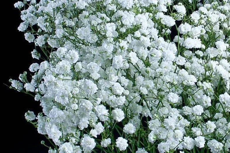 1000+ BABY&#39;S BREATH SEEDS --- GYPSOPHILA WHITE FLOWER --- FRESH - $8.92