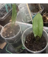 Hoya x Silveranne pictus rooted cutting - $20.00