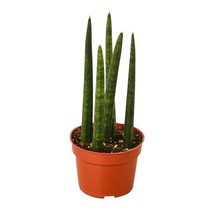Snake Plant Cylindrica-3" Pot - $1,543.61 MXN
